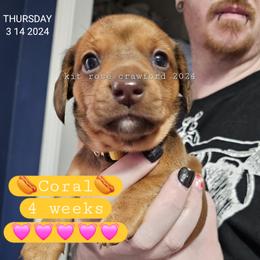 Dachshund Puppies from Wayward Home Dachshunds