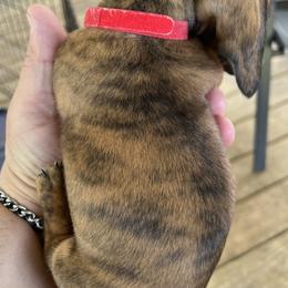 Dachshund Puppies from Witchy Woman’s Wiener’s