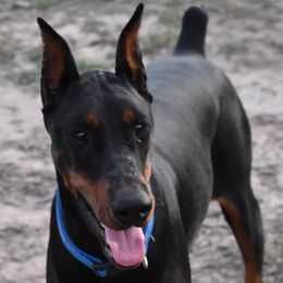 Satin - Doberman Pinscher