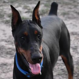 Satin - Doberman Pinscher