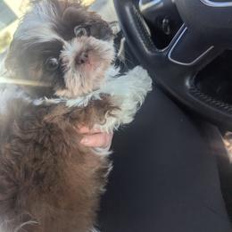 Shih Tzu Puppies from Morgan's Shih Tzus