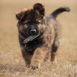 German Shepherd Puppies from FuryHaus German Shepherds