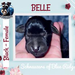 Belle - Black female Miniature Schnauzer puppy in Spruce Pine, North Carolina from Schnauzers of Blue Ridge