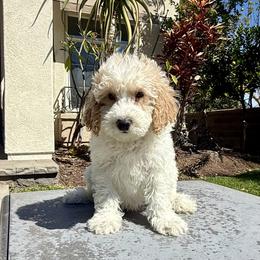 Boy 2 - Parti male Poodle puppy in San Diego, California from Goldendoodles & Poodles of San Diego
