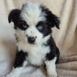 Pepé - Black tri male Miniature Australian Shepherd puppy in Bethel Springs, Tennessee from Goodrum Farms