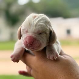 Posey - Red and white female Basset Hound puppy in Conway, Missouri from Ozark Mountain Kennel