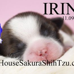 Irina - Red and white female Shih Tzu puppy in Muskogee, Oklahoma from House Sakura Shih Tzu