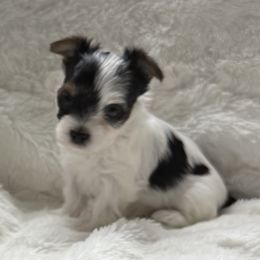 Arianna AKC - Parti female Yorkshire Terrier puppy in Labelle, Florida from Chocolate and Parti Yorkies in Florida