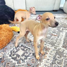 Bo - Blue fawn male Italian Greyhound puppy in Jacksonville, Alabama from Adornare Kennels