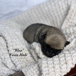 Blue - Fawn male Pug puppy in Randleman, North Carolina from Peachy Pugs