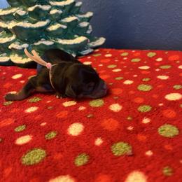 Light pink - Tri-color female Bernedoodle puppy in Casper, Wyoming from 307 Doodles