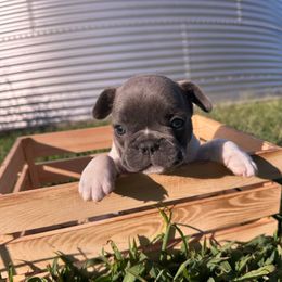 Toad - Blue male French Bulldog puppy in Pembroke, Kentucky from Presidential Frechies