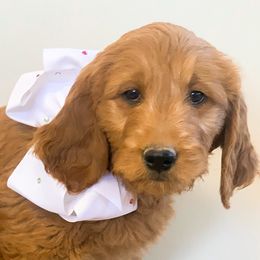 Girl 2 - Goldendoodle puppy in Kanaraville, Utah from Bundy Farm
