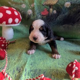 Dusty Bottoms - Black rust and white male Bernese Mountain Dog puppy in Marion, Indiana from Zarah's Bernese Mountain Dogs