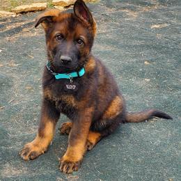 German Shepherd Puppies from vom Wenner Haus