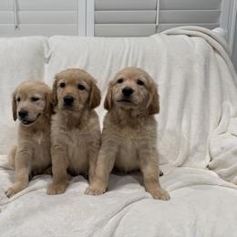 Boy 3 - male Golden Retriever puppy in Rancho Cucamonga, California from Sultan’s Goldens