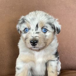 Miniature Australian Shepherd and Toy Australian Shepherd Puppies from Bit O' Bliss Farm LLC
