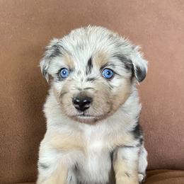 Miniature Australian Shepherd and Toy Australian Shepherd Puppies from Bit O' Bliss Farm LLC