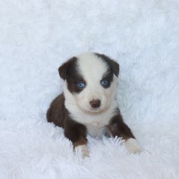 Girl 4 - Red tri-color Australian Shepherd puppy in Cleburne, Texas from Hudson Farm