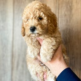 Cavapoo and Goldendoodle Puppies from A2Z Doodles