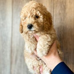 Cavapoo and Goldendoodle Puppies from A2Z Doodles