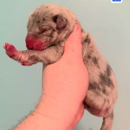 Oreo - Merle male Great Dane puppy in Bay Shore, New York from Gentle Giant Companions