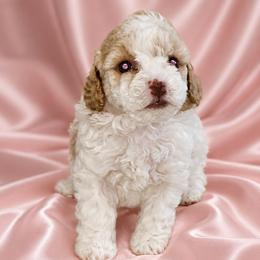 Chanel - Parti female Poodle puppy in Maplewood, New Jersey from Poos&Bulls Keepsake
