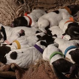 Wirehaired Pointing Griffon Puppies from Star•CH Wirehaired Pointing Griffons