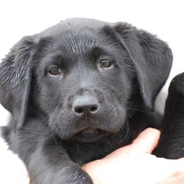 Labrador Retriever Puppies from Patricia Jordan's Labrador Retrievers