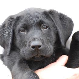 Labrador Retriever Puppies from Patricia Jordan's Labrador Retrievers