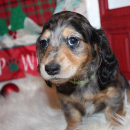 Girl 2 - Blue and tan female Dachshund puppy in Craig, Colorado from Rocky Mountain Shih Tzus and Dry Creek Miniature Dachshunds