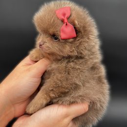 Halo - Lavender female Pomeranian puppy in Menifee, California from Petite Poms Of CA