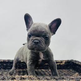 Smokey - Blue male French Bulldog puppy in Amarillo, Texas from Bomb City Bulldogs