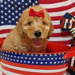 Bernedoodle and Goldendoodle Puppies from DoodleBlessings