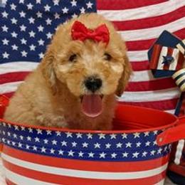 Bernedoodle and Goldendoodle Puppies from DoodleBlessings