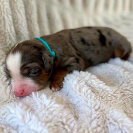 Wrigley - Merle male Bernedoodle puppy in Waco, Texas from Blessings Pups Doodles