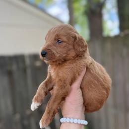 Kovu - Red  male Goldendoodle puppy in Jacksonville, Florida from Dandelion Doodles