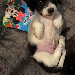 Derek - Piebald male Dachshund puppy in Avinger, Texas from Lone Star Longhair Dachshunds