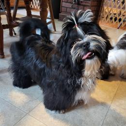 Mr. Blue AKC - Black and white male Shih Tzu puppy in Troutville, Virginia from Mountain Pass Barn