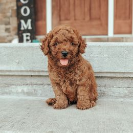 Poodle Puppies from J & J Miniature Poodles
