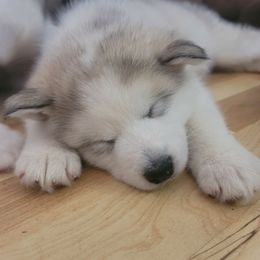Kora - Gray and white female Alaskan Malamute puppy in Independence, Virginia from New River Valley Malamutes