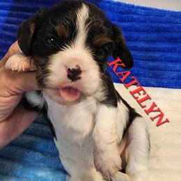 AKC KATELYN - Tri-color female Cavalier King Charles Spaniel puppy in Joplin, Missouri, Missouri from HOL-A-DA CAVALIERS