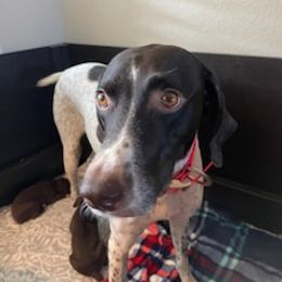 German Shorthaired Pointer All Grown Up from Mercedes Belli's German Shorthaired Pointers