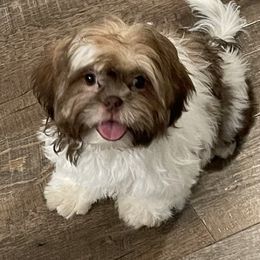 Boy 2 - Shih Tzu puppy in Kissimmee, Florida from Bebe AKC Puppies