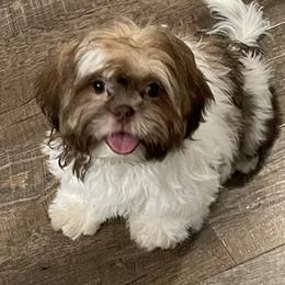 Boy 2 - Shih Tzu puppy in Kissimmee, Florida from Bebe AKC Puppies