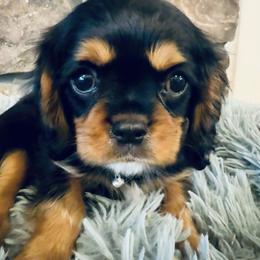 August - Black and tan male Cavalier King Charles Spaniel puppy in Mount Dora, Fl, Florida from Breezy Palms Cavaliers