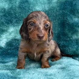 Bronx - Dapple male Dachshund puppy in Lincoln, Arkansas from Red Dirt Dachshunds