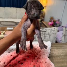 Girl 4 - Black female Xoloitzcuintli puppy in Lakeview, California from Xchaman Xoloitzcuintli