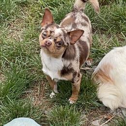 Chihuahua Puppies from ChiWowTown Chihuahuas