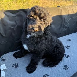 Donkey - Phantom male Bernedoodle puppy in Southwest Ranches, Florida from Dandy Doodle Ranch